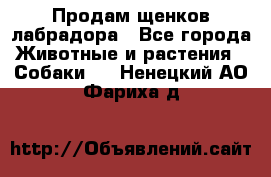 Продам щенков лабрадора - Все города Животные и растения » Собаки   . Ненецкий АО,Фариха д.